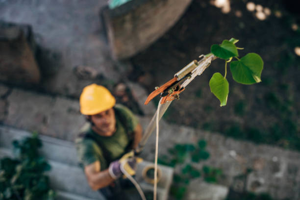 Best Tree Stump Removal  in Kittitas, WA